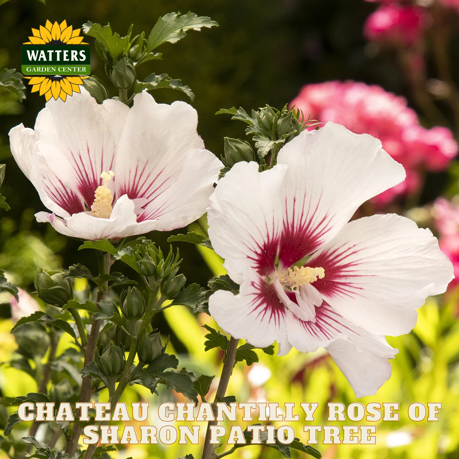 White flowers with red centers on a blurred garden background, featuring Watters Garden Center branding.
