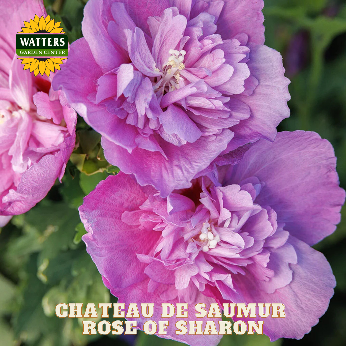 Close-up of pink flowers with Watters Garden Center logo and 'Chateau de Saumur Rose of Sharon' text.