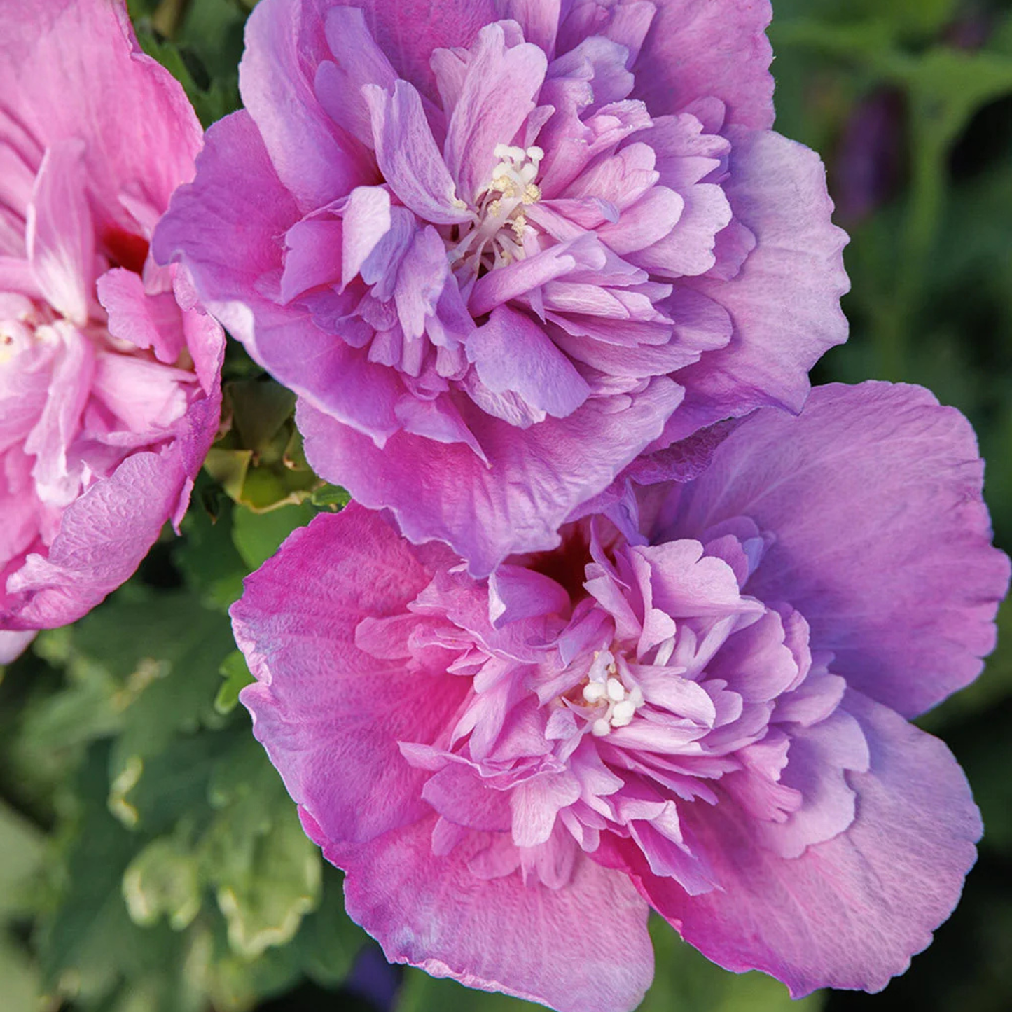 Close-up of pink and purple flowers with a blurred green background