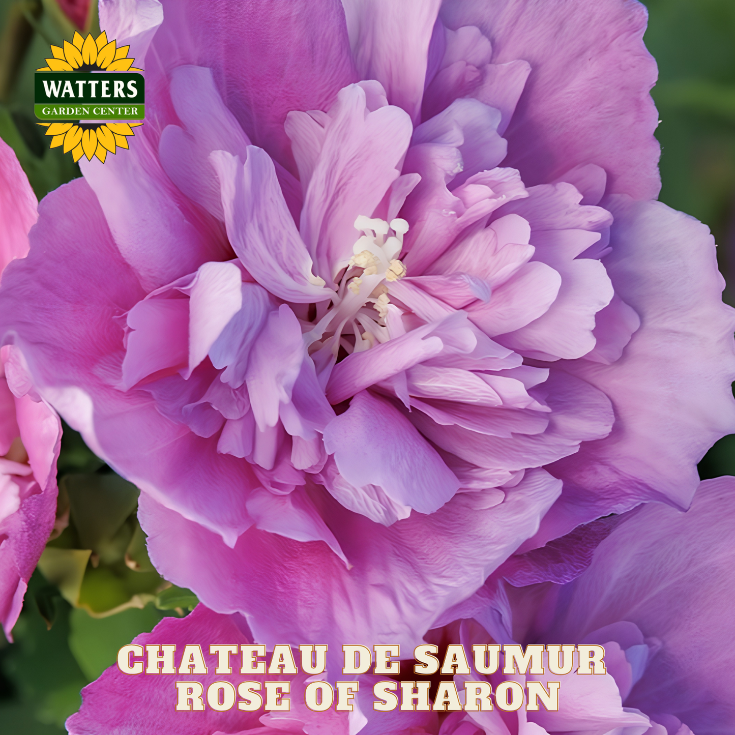 Close-up of a pink rose with 'Watters Garden Center' logo and text overlay.