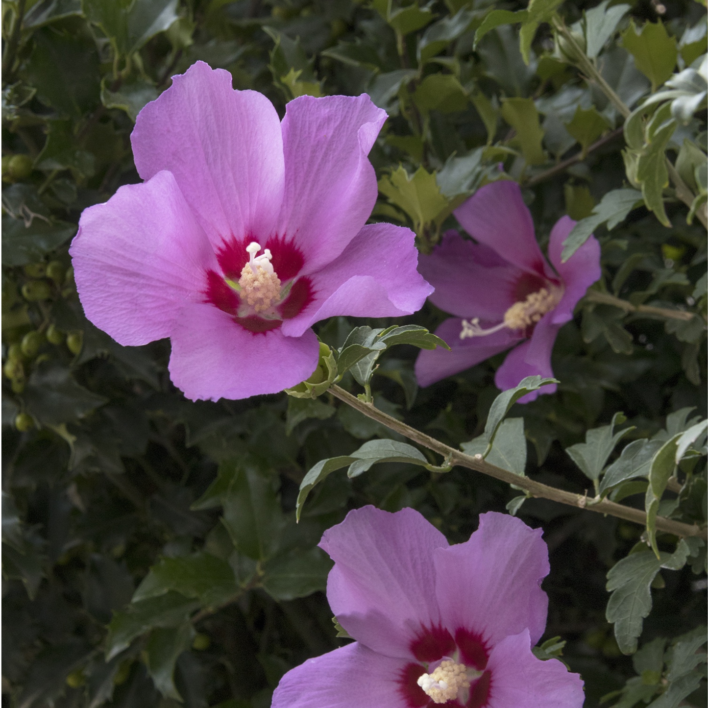 Three pink flowers with a green leafy background