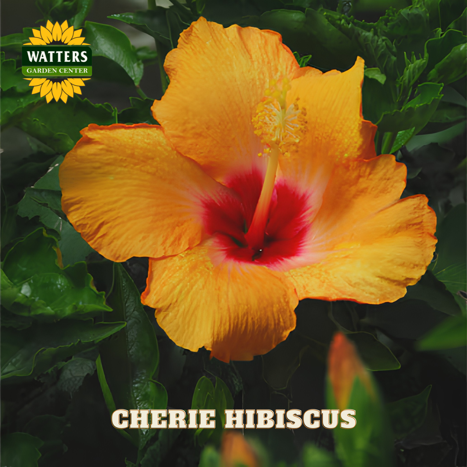 Yellow hibiscus flower with red center on green leaves, Watters Garden Center logo visible.