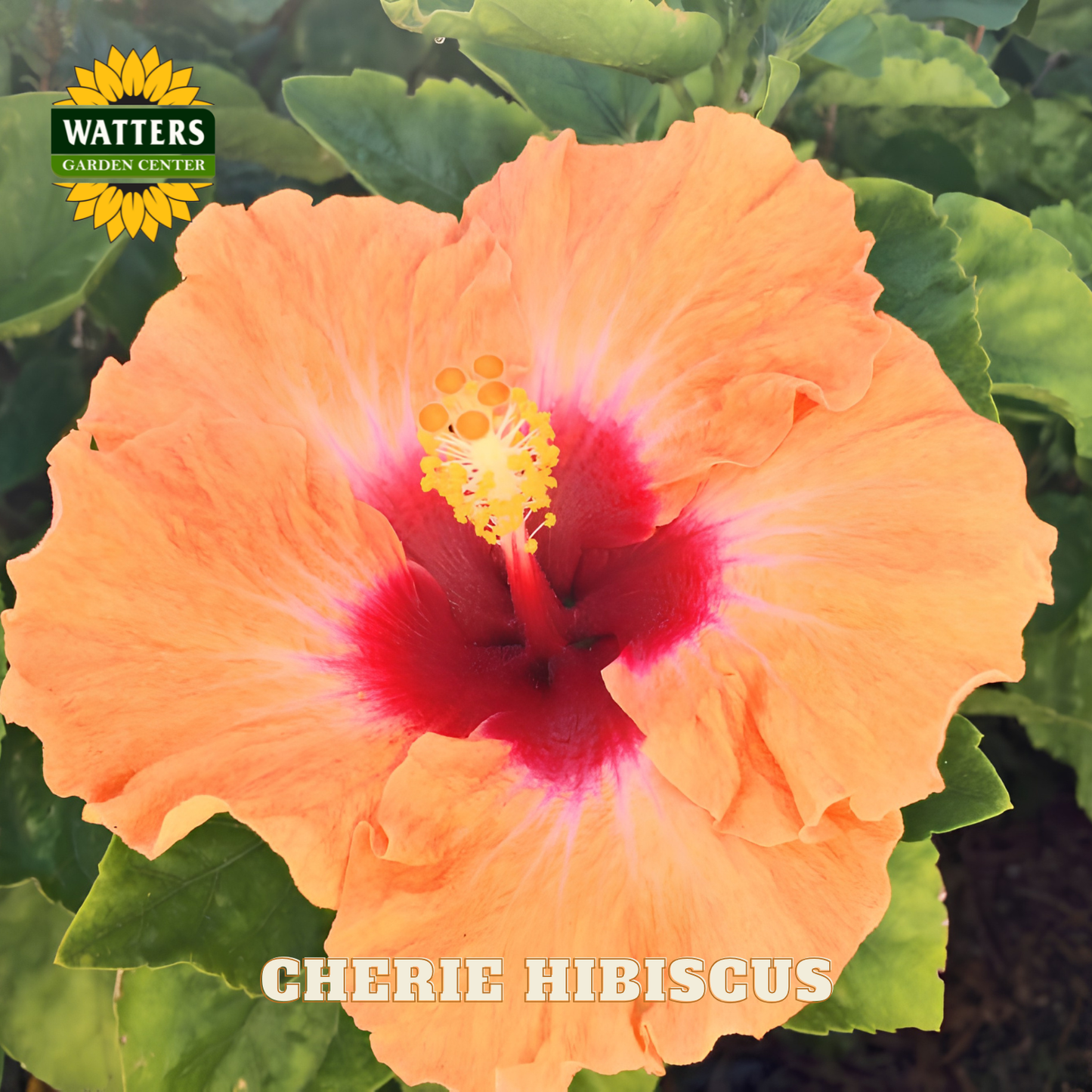 Orange hibiscus flower with red center on green leaves, Watters Garden Center logo visible.