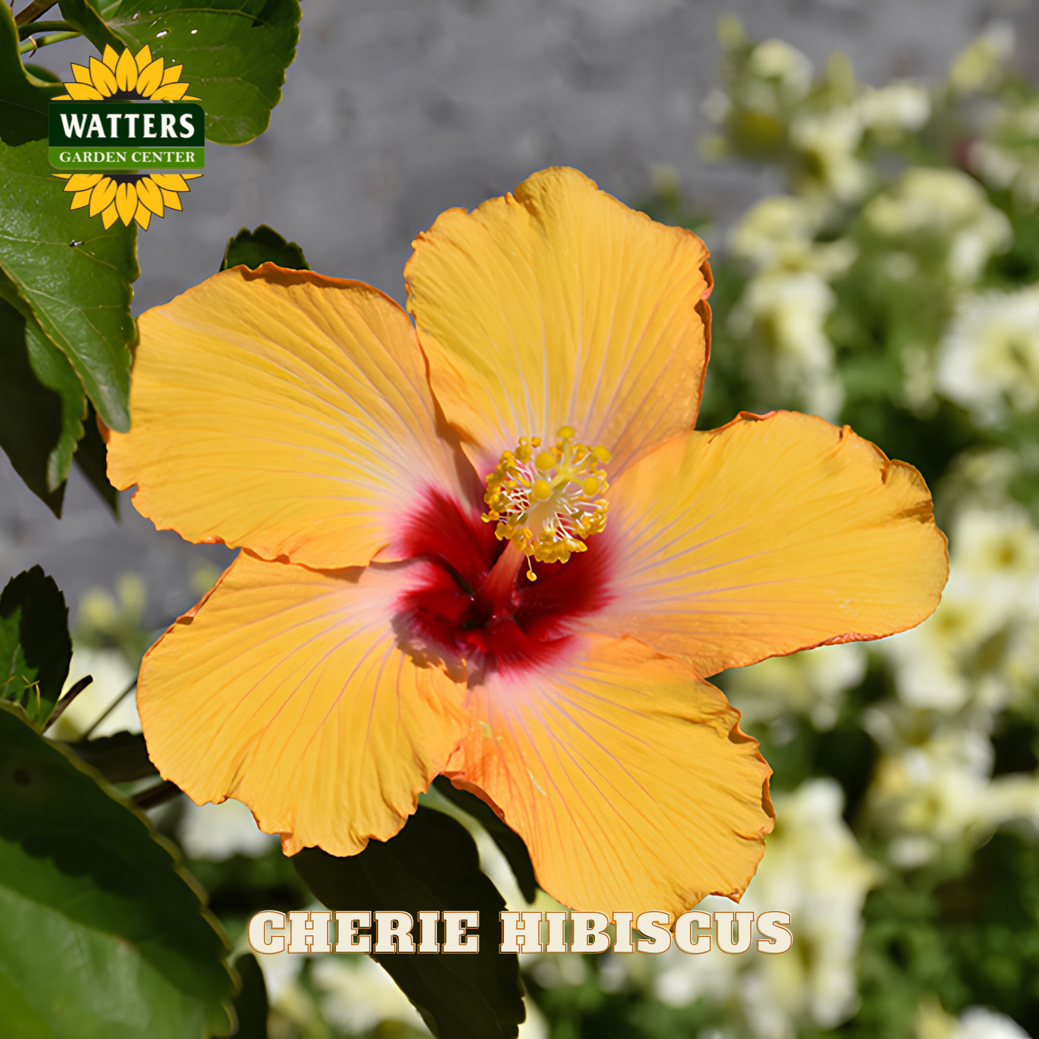 Yellow hibiscus flower with red center, labeled 'Cherie Hibiscus', on a blurred garden background with Watters Garden Center logo.