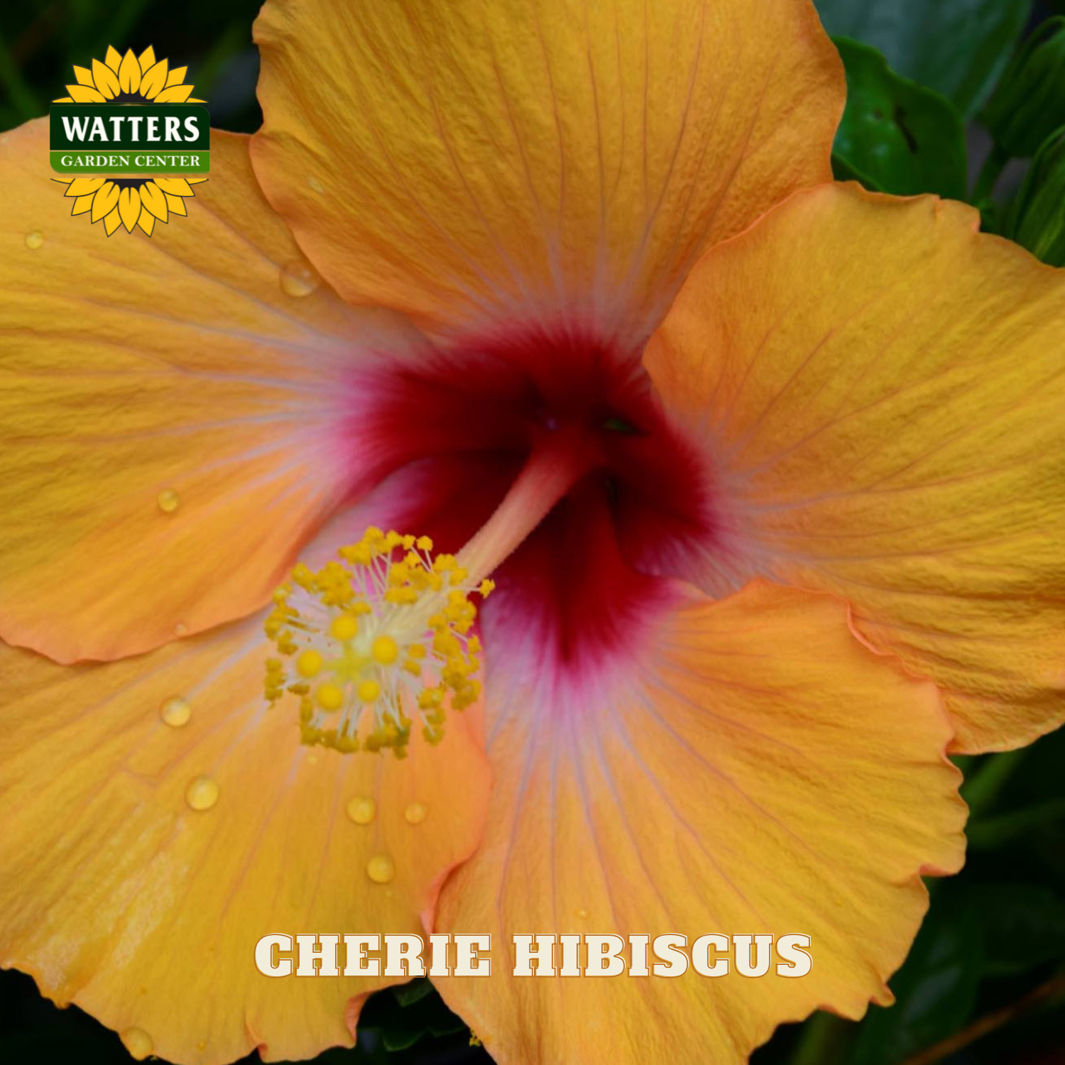 Yellow hibiscus flower with red center and Watters Garden Center logo.