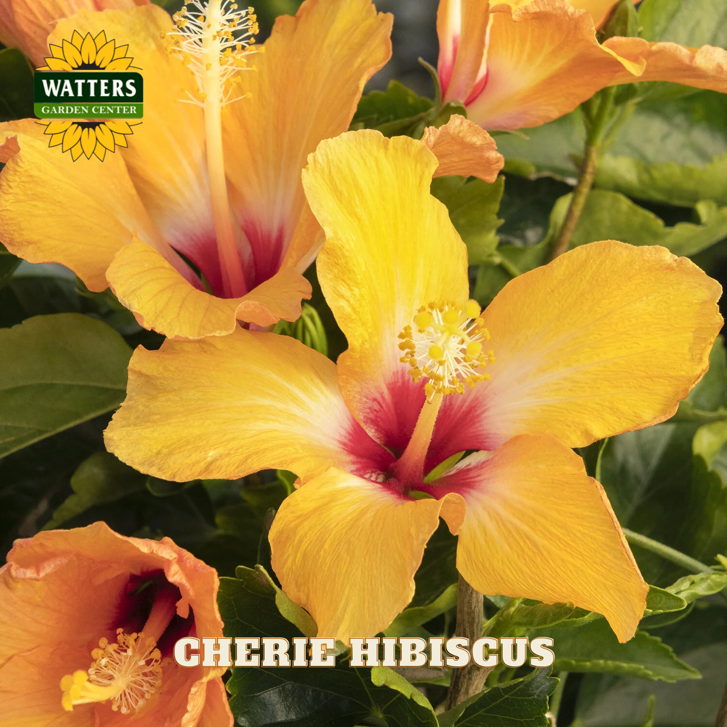 Yellow and pink 'Cherie Hibiscus' flowers with Watters Garden Center logo.