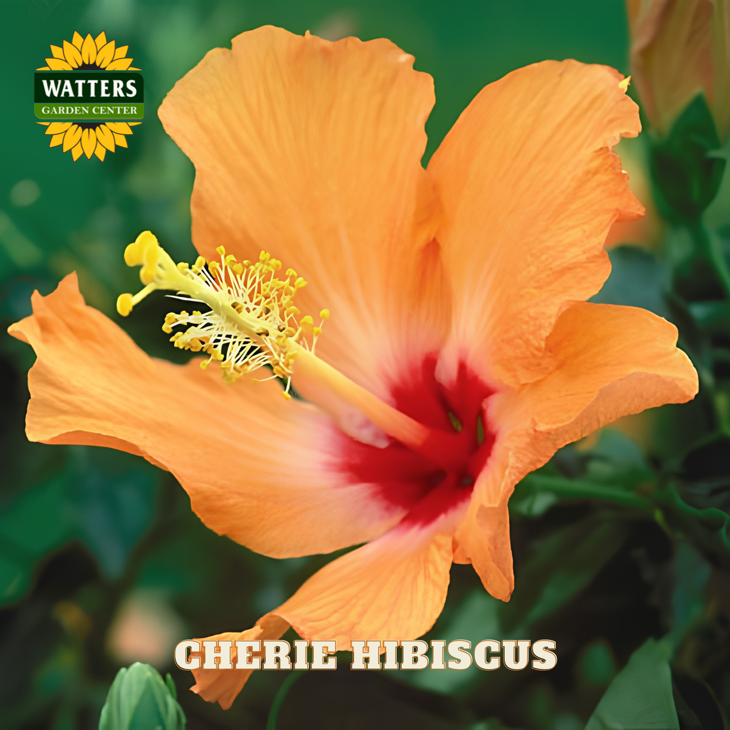Orange hibiscus flower with a blurred green background, featuring Watters Garden Center logo.