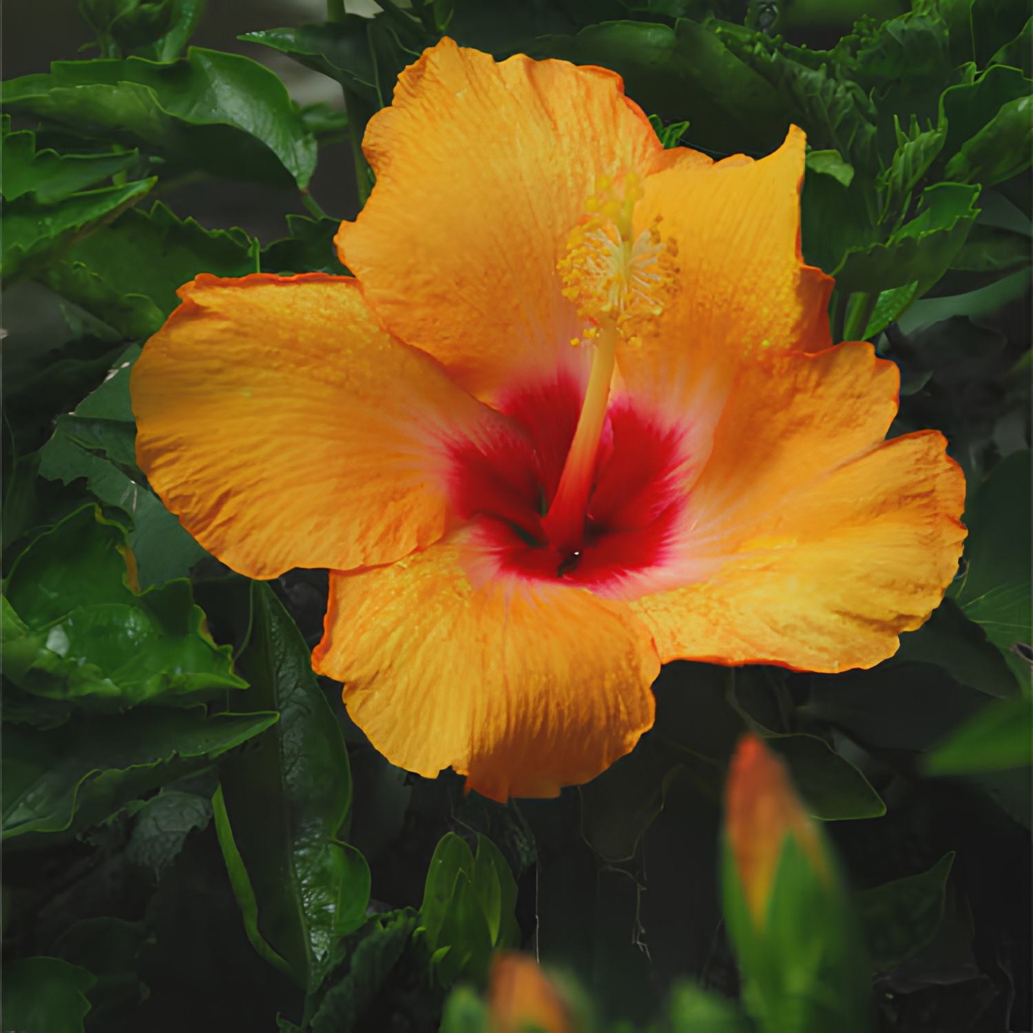 Close-up of a vibrant orange flower with a red center against a green leafy background