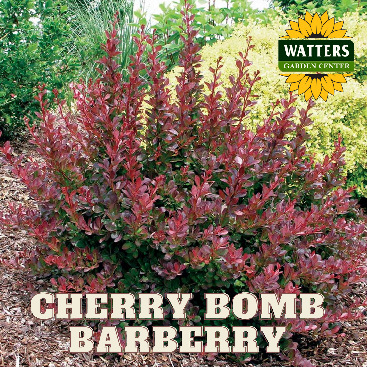 CHERRY BOMB BARBERRY 2gal