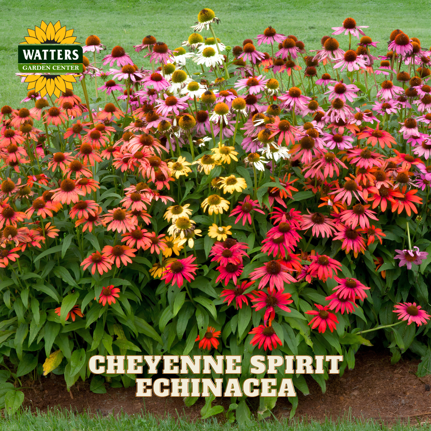 A dense garden bed of Cheyenne Spirit echinacea flowers in shades of red, pink, orange, yellow, and white, with green foliage and a Watters Garden Center logo in the top left corner.