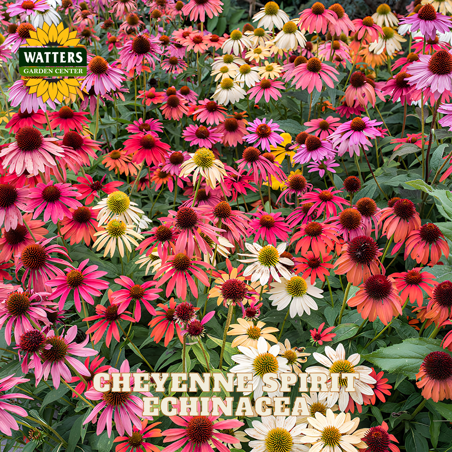 A dense patch of flowering echinacea flowers in shades of pink, red, orange, cream, and white with green foliage. The Watters Garden Center logo appears in the top-left corner, and the text 'CHEYENNE SPIRIT ECHINACEA' is overlaid near the bottom.