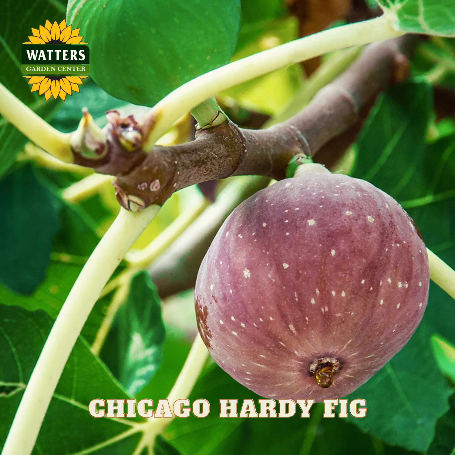 Purple fig on a branch with green leaves, labeled 'Chicago Hardy Fig' and 'Watters Garden Center'.