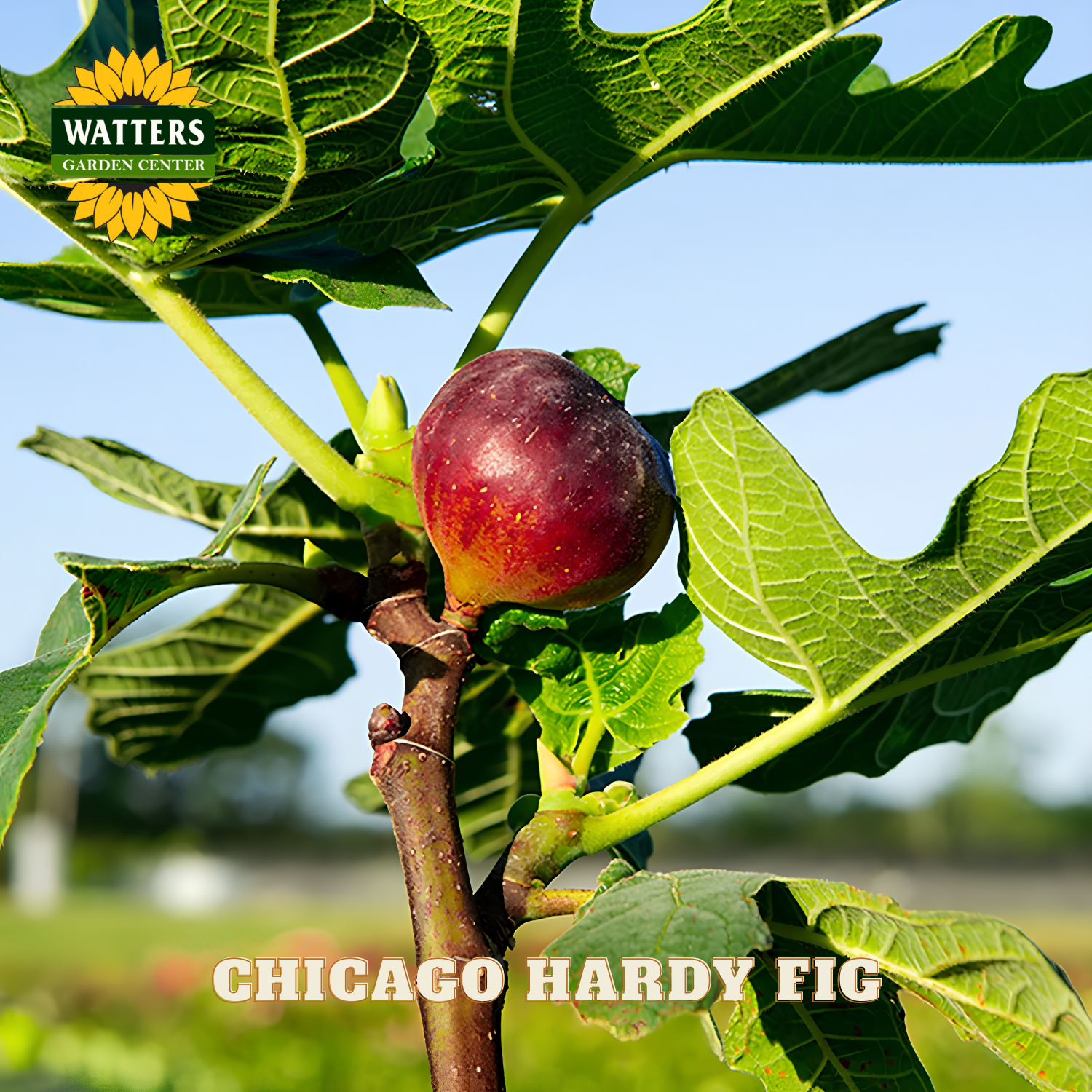 Ripe fig on a branch with green leaves, labeled 'Watters Garden Center' and 'Chicago Hardy Fig'.