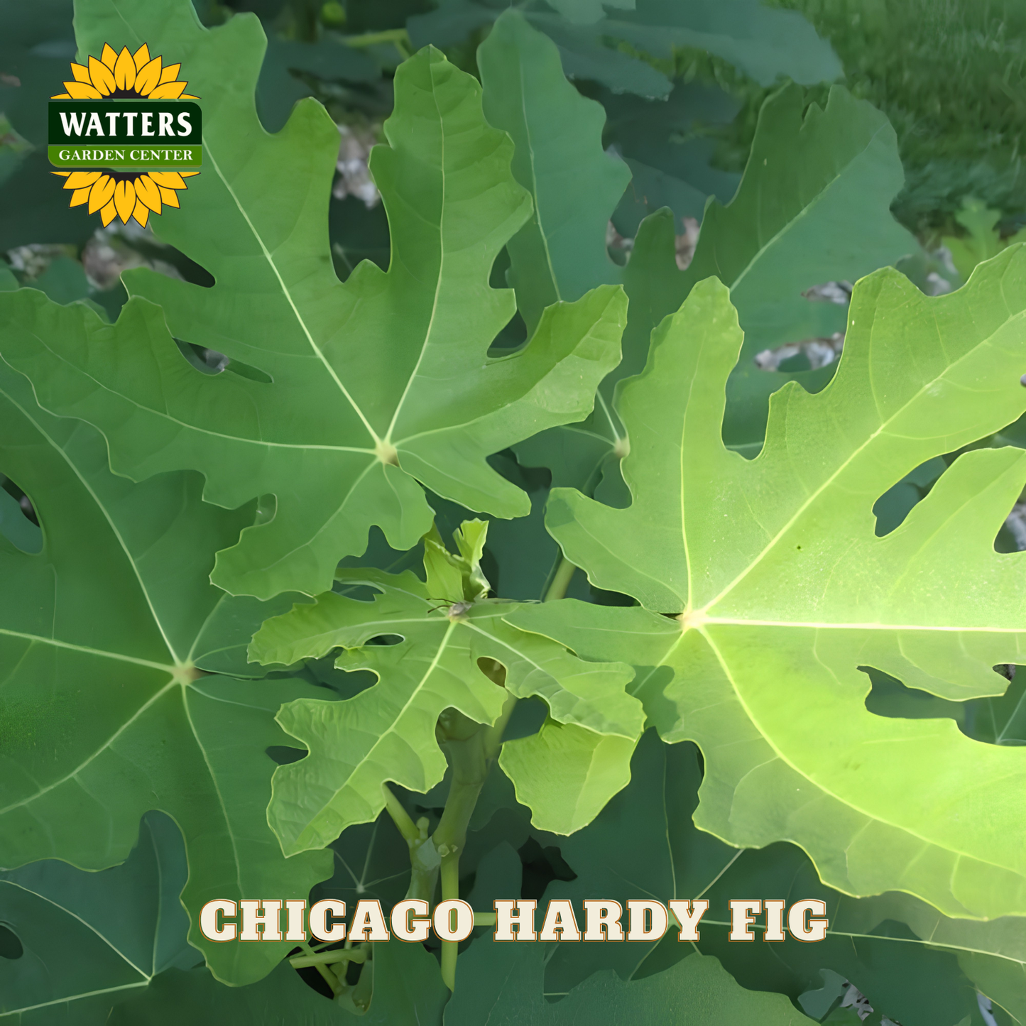 Close-up of green leaves with Watters Garden Center logo and 'Chicago Hardy Fig' text.