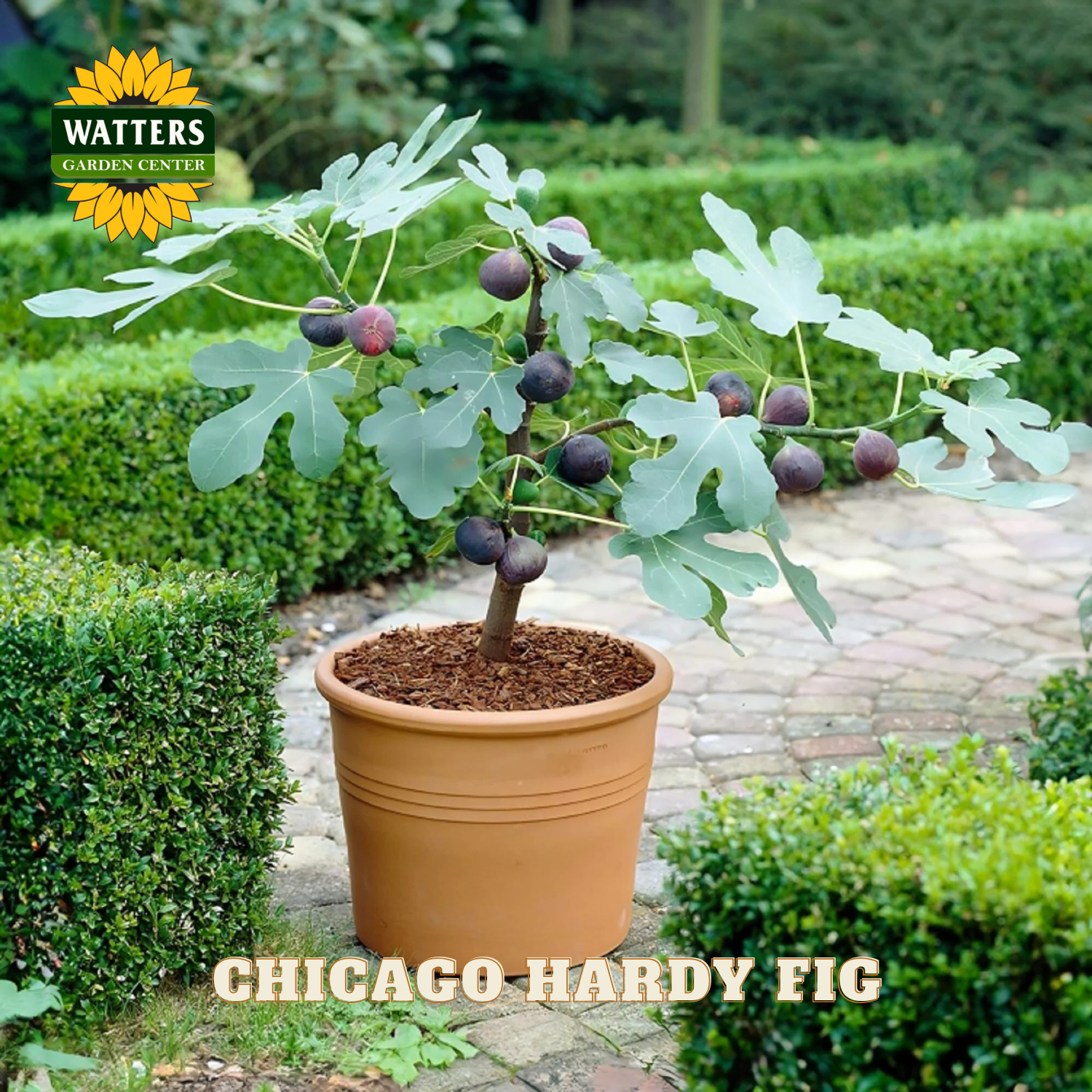 Potted Chicago Hardy Fig plant with Watters Garden Center branding in a garden setting.