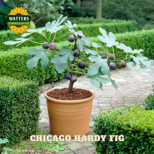Potted Chicago Hardy Fig plant with Watters Garden Center branding in a garden setting.