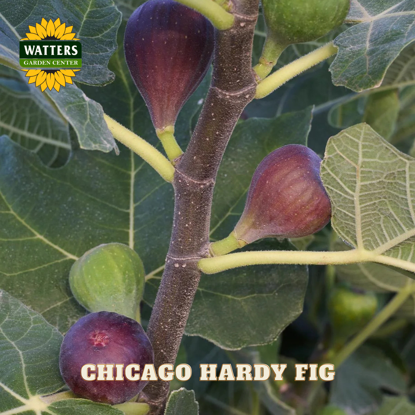 Figs on a branch with Watters Garden Center logo and 'Chicago Hardy Fig' text.