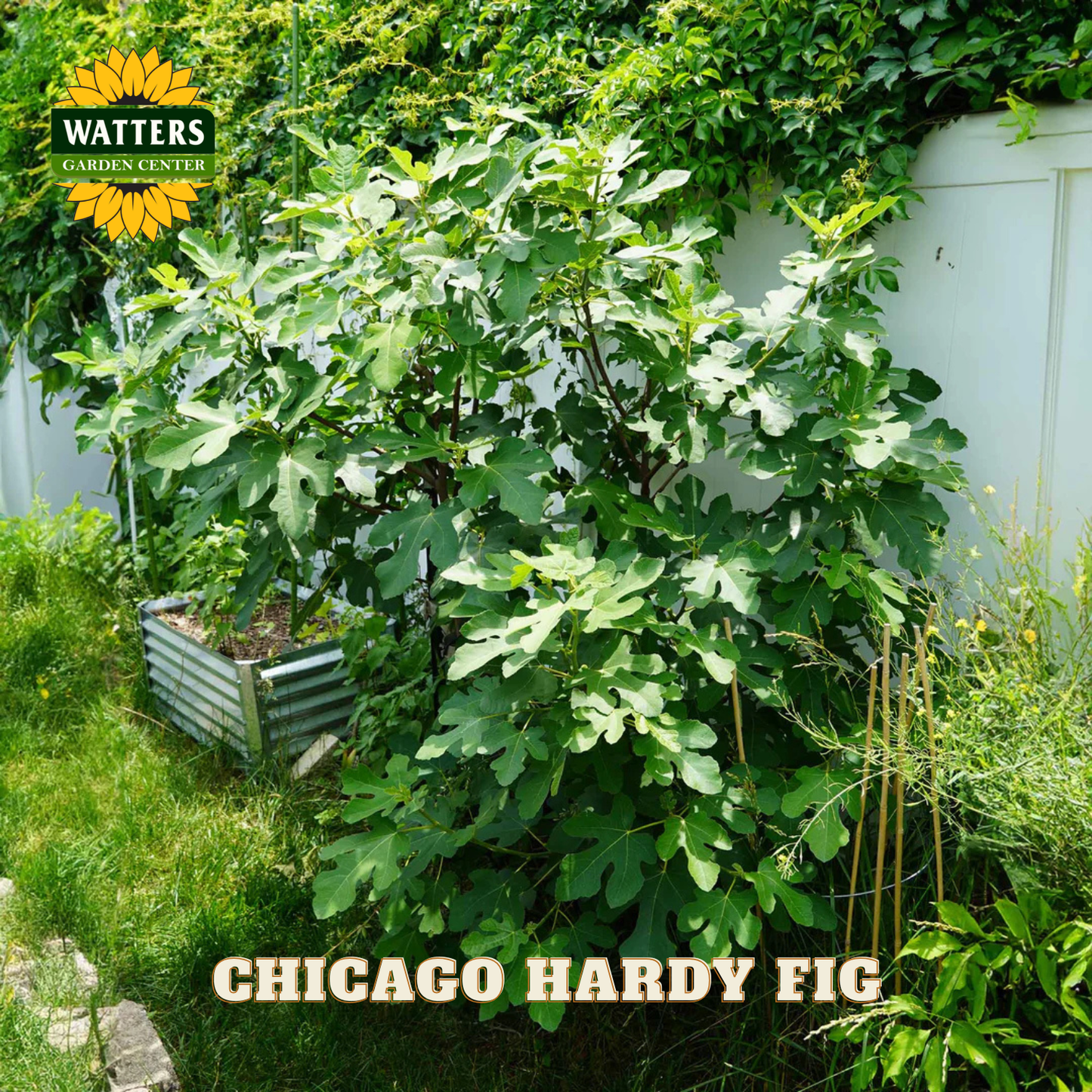 Large green tree with 'Watters Garden Center' branding and 'Chicago Hardy Fig' text.