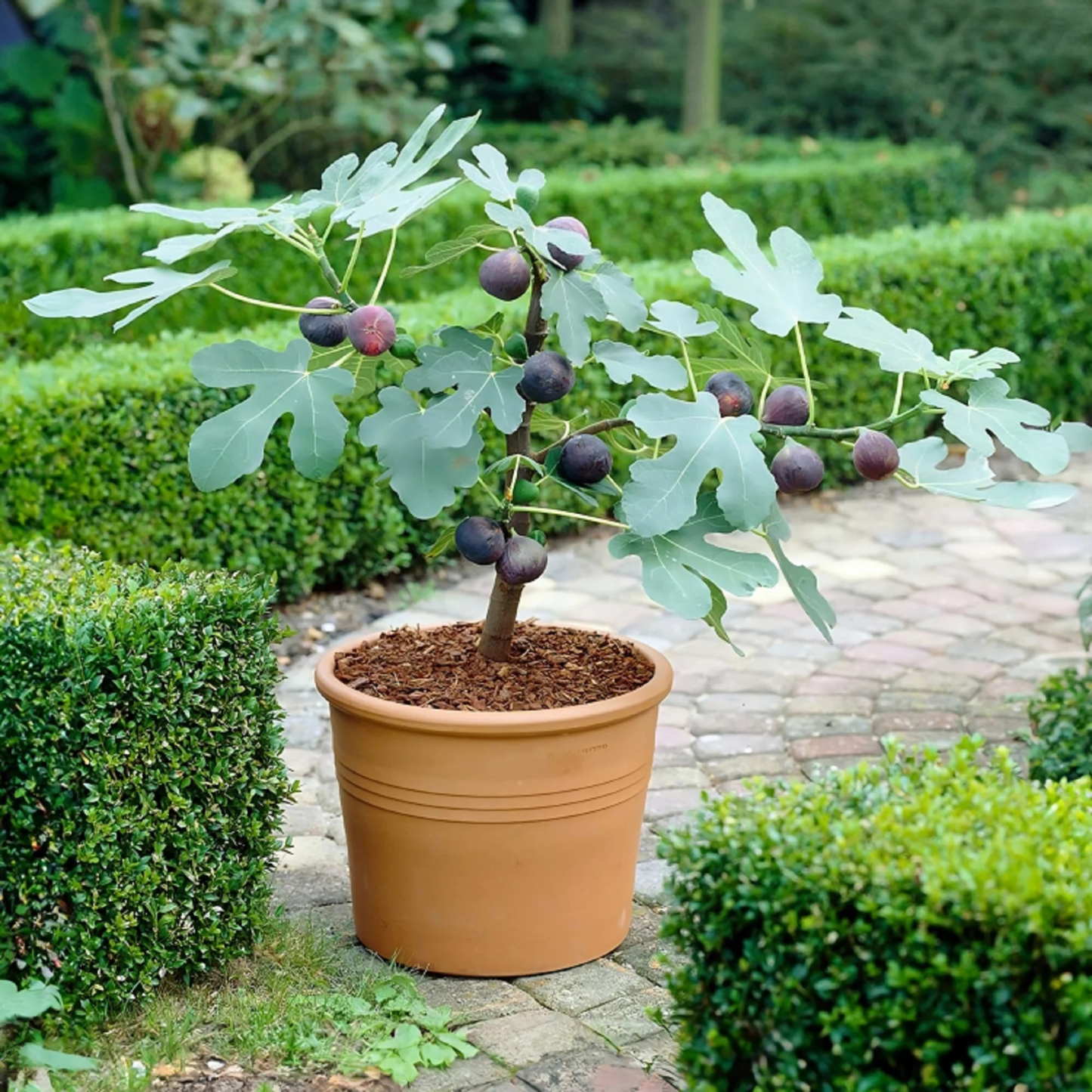 Potted fig tree with fruits in a garden setting