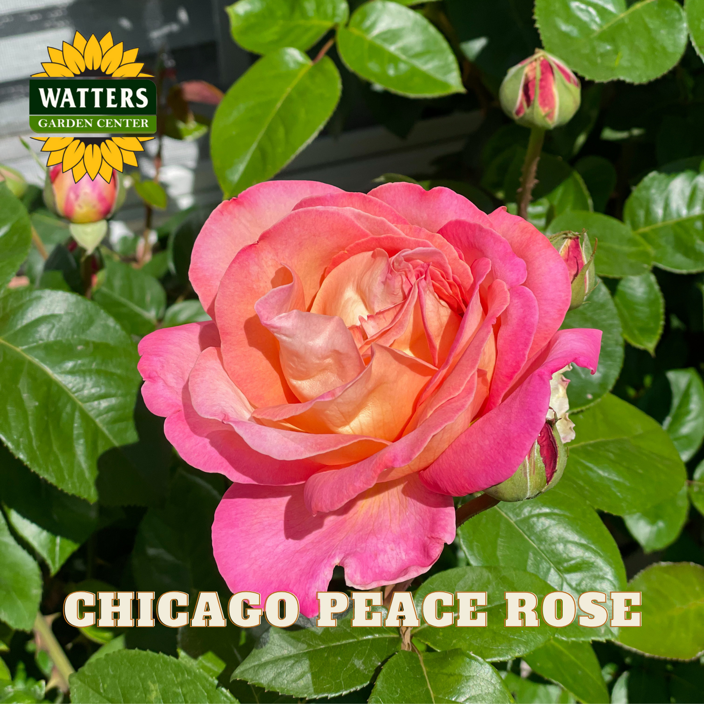 Pink rose with green leaves and Watters Garden Center logo.