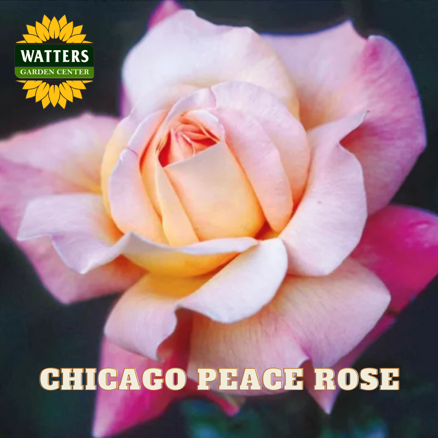 Close-up of a Chicago Peace Rose with Watters Garden Center branding.