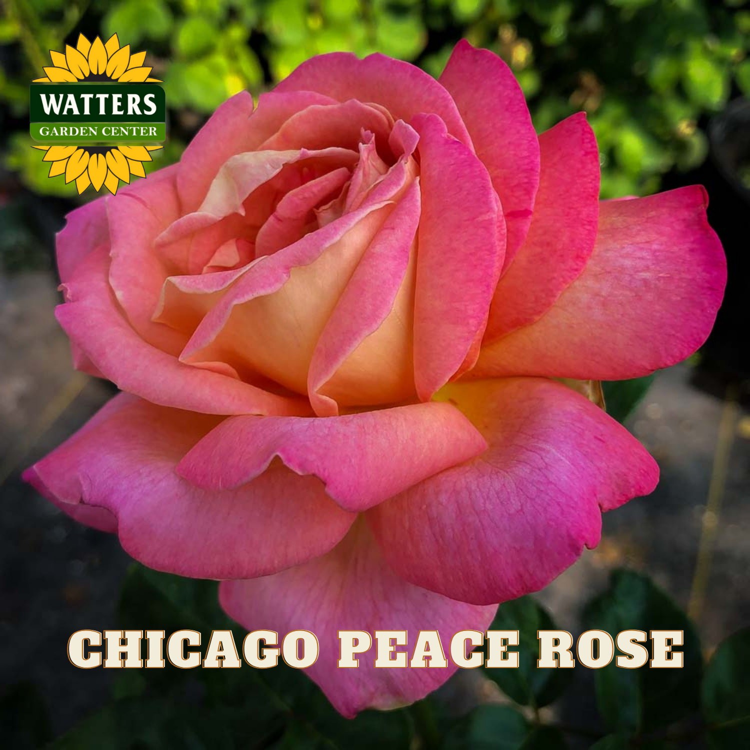 Pink rose with 'Watters Garden Center' logo and 'Chicago Peace Rose' text.