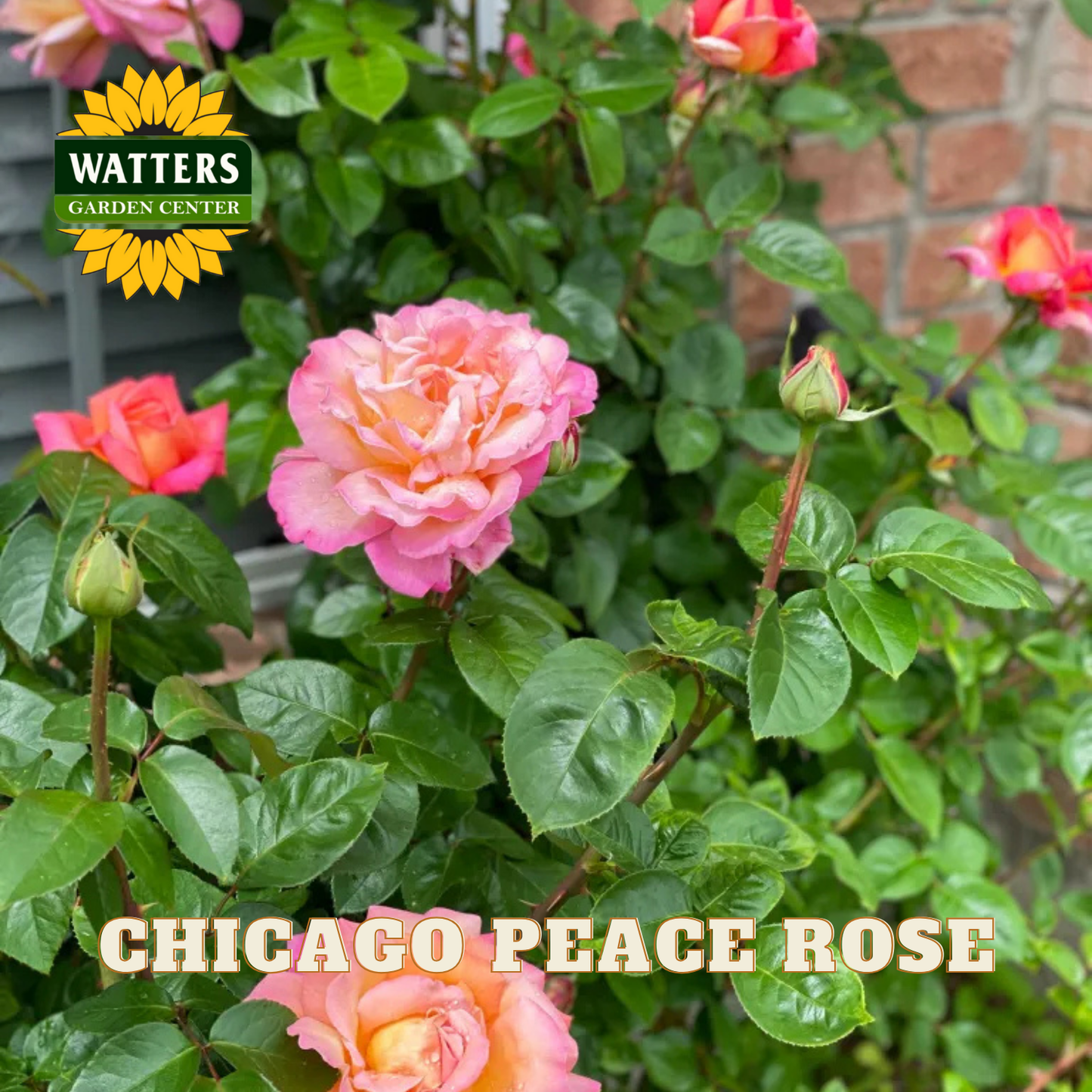 Pink roses with green leaves and 'Watters Garden Center' logo.