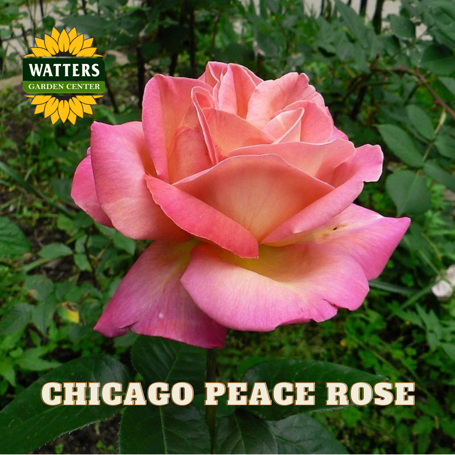 Pink rose with 'Watters Garden Center' logo and 'Chicago Peace Rose' text.