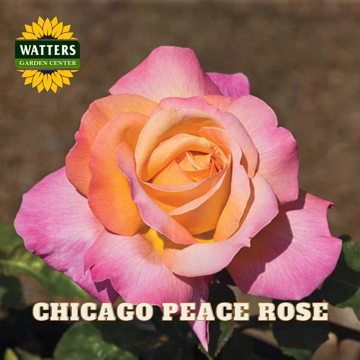 Multicolored rose with 'Watters Garden Center' logo and 'Chicago Peace Rose' text.