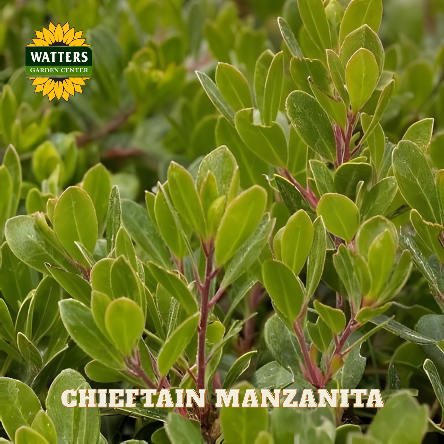 Chieftain Manzanita plant with Watters Garden Center logo