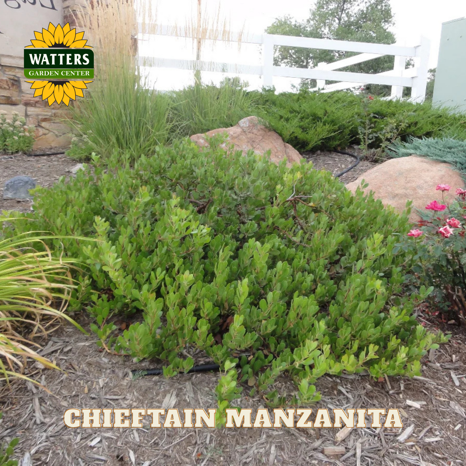 Chieftain Manzanita plant in a garden setting with Watters Garden Center branding.