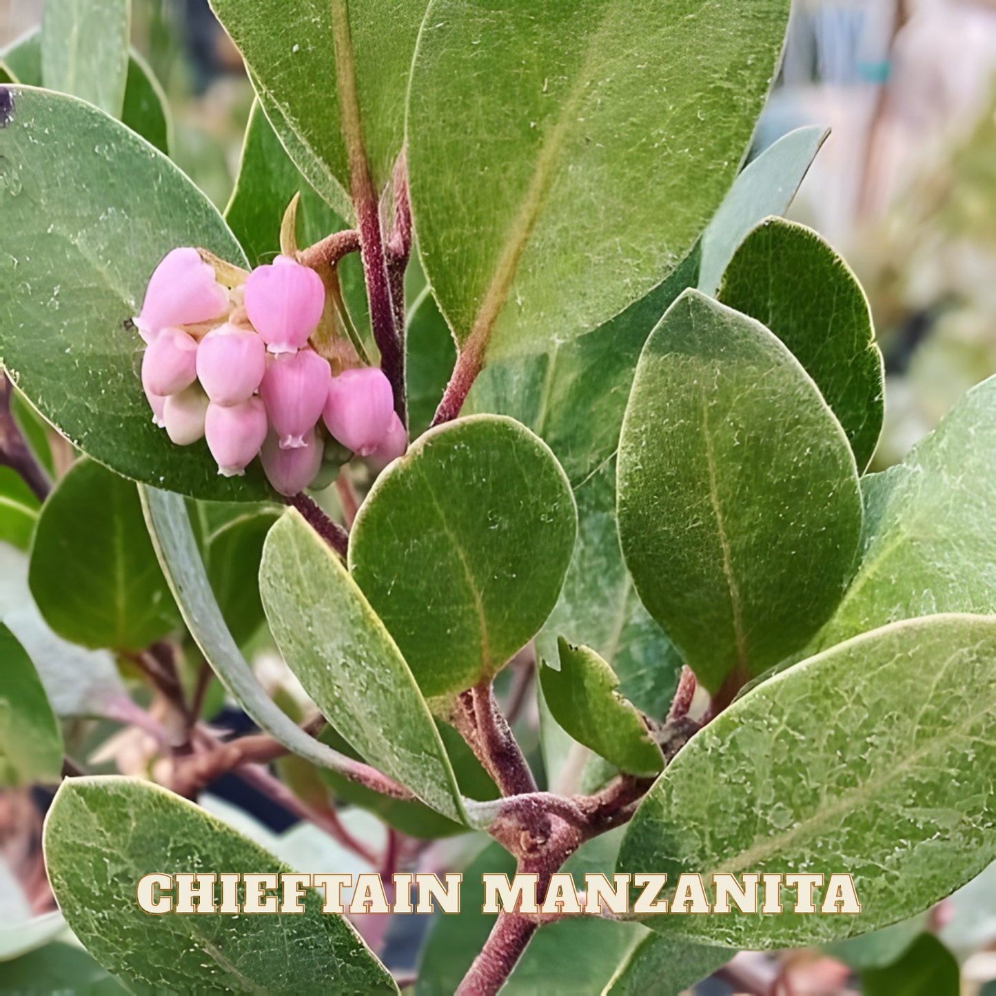 Chieftain Manzanita plant with pink berries and green leaves.