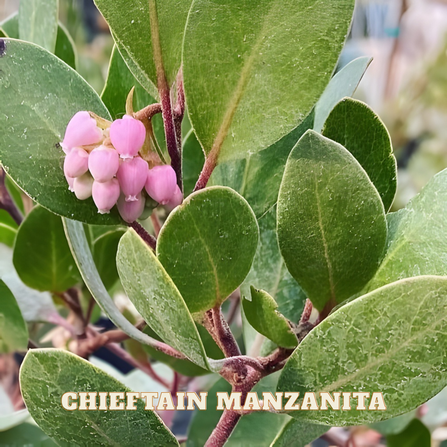 Chieftain Manzanita plant with pink berries and green leaves.