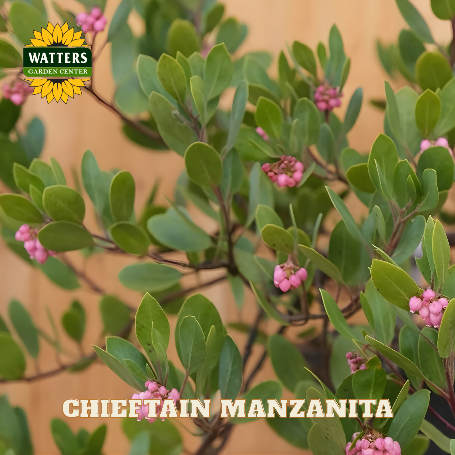 Chieftain Manzanita plant with pink flowers and green leaves, branded with Watters Garden Center.