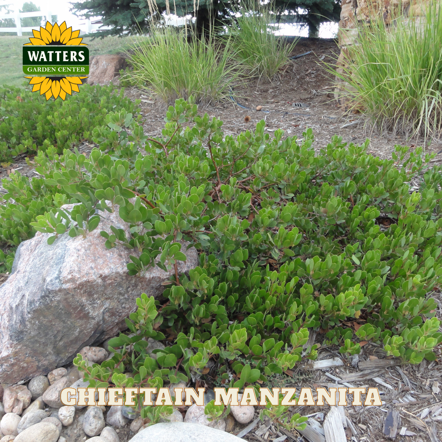 Chieftain Manzanita plant with Watters Garden Center logo in the corner