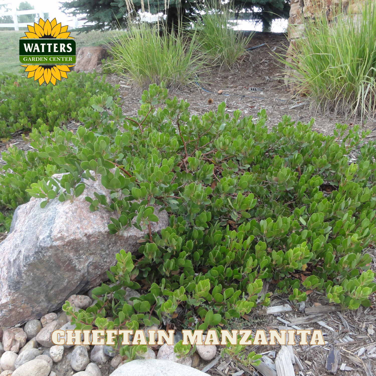 Chieftain Manzanita plant with Watters Garden Center logo in the corner