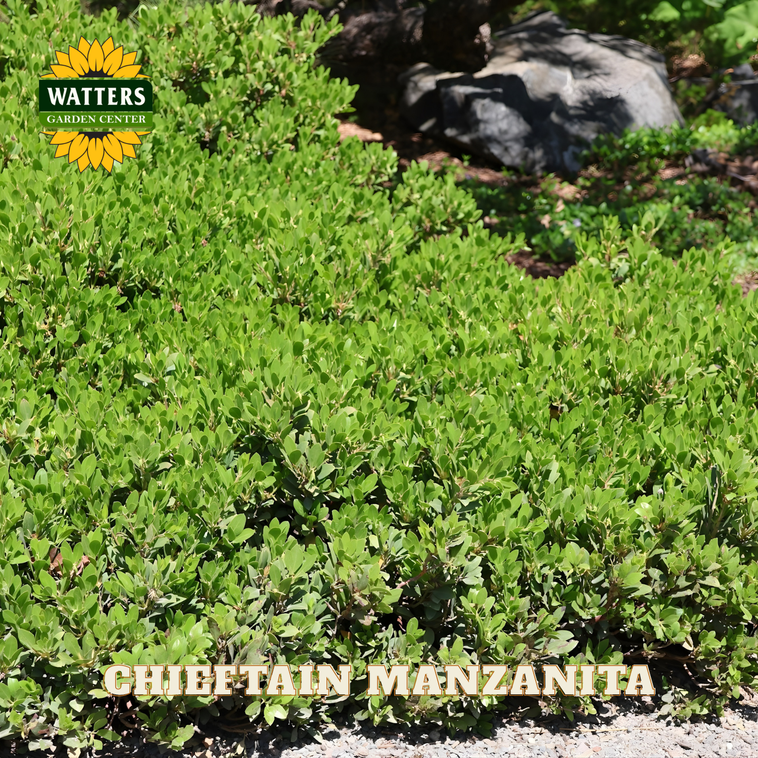 Chieftain Manzanita plant with Watters Garden Center branding.