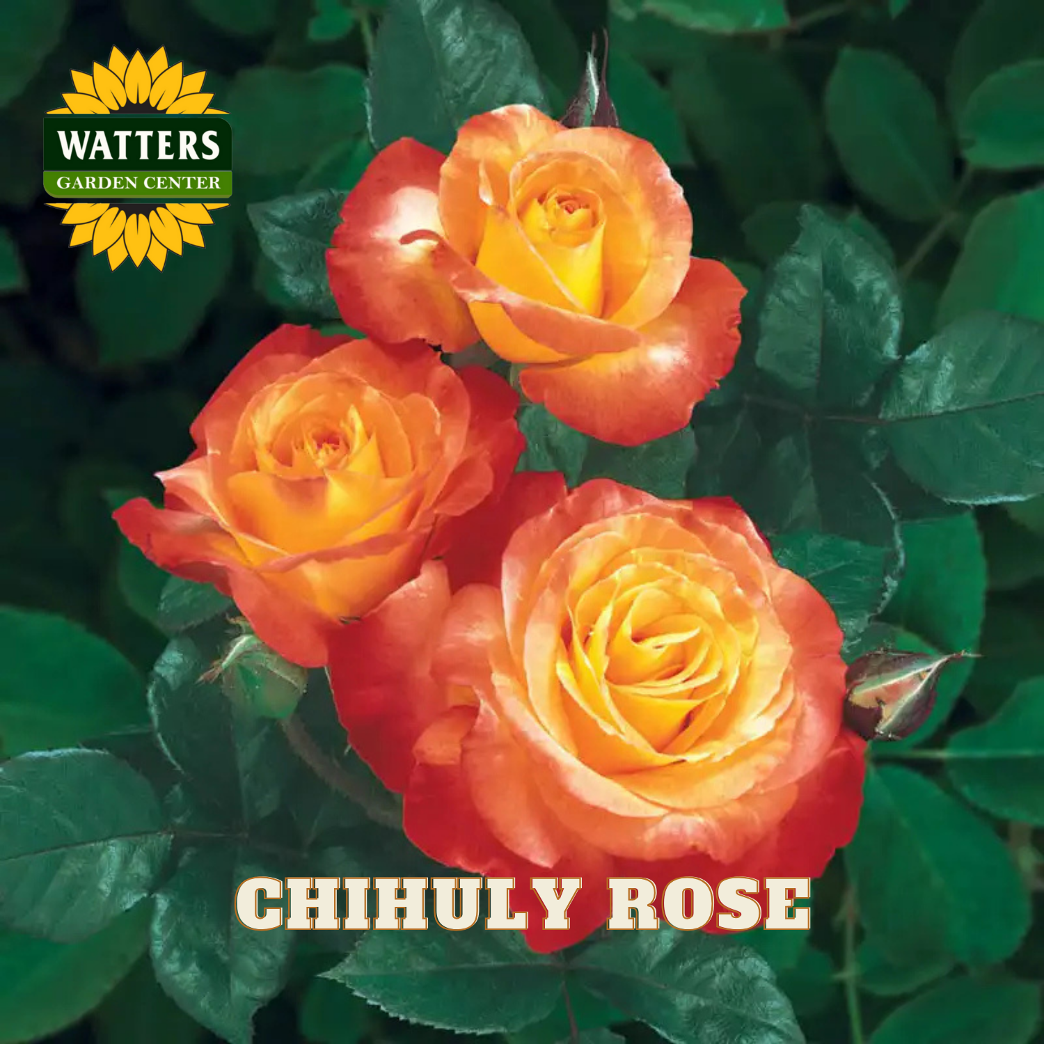 Three orange roses with green leaves and Watters Garden Center logo.