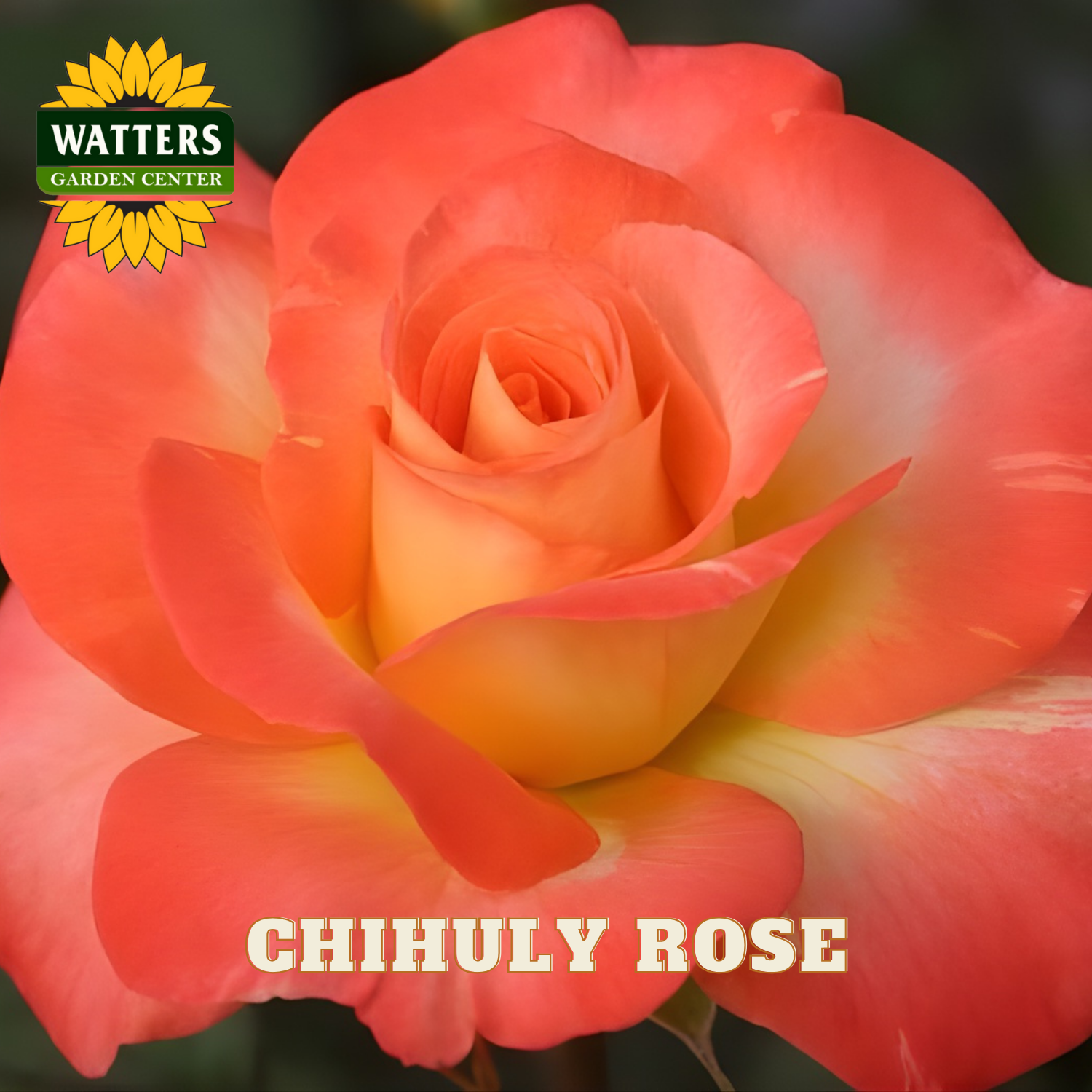 Close-up of a Chihuly Rose with Watters Garden Center branding.