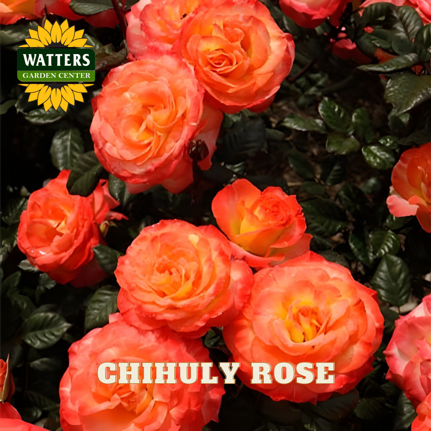 Close-up of orange roses with Watters Garden Center logo and 'Chihuly Rose' text.