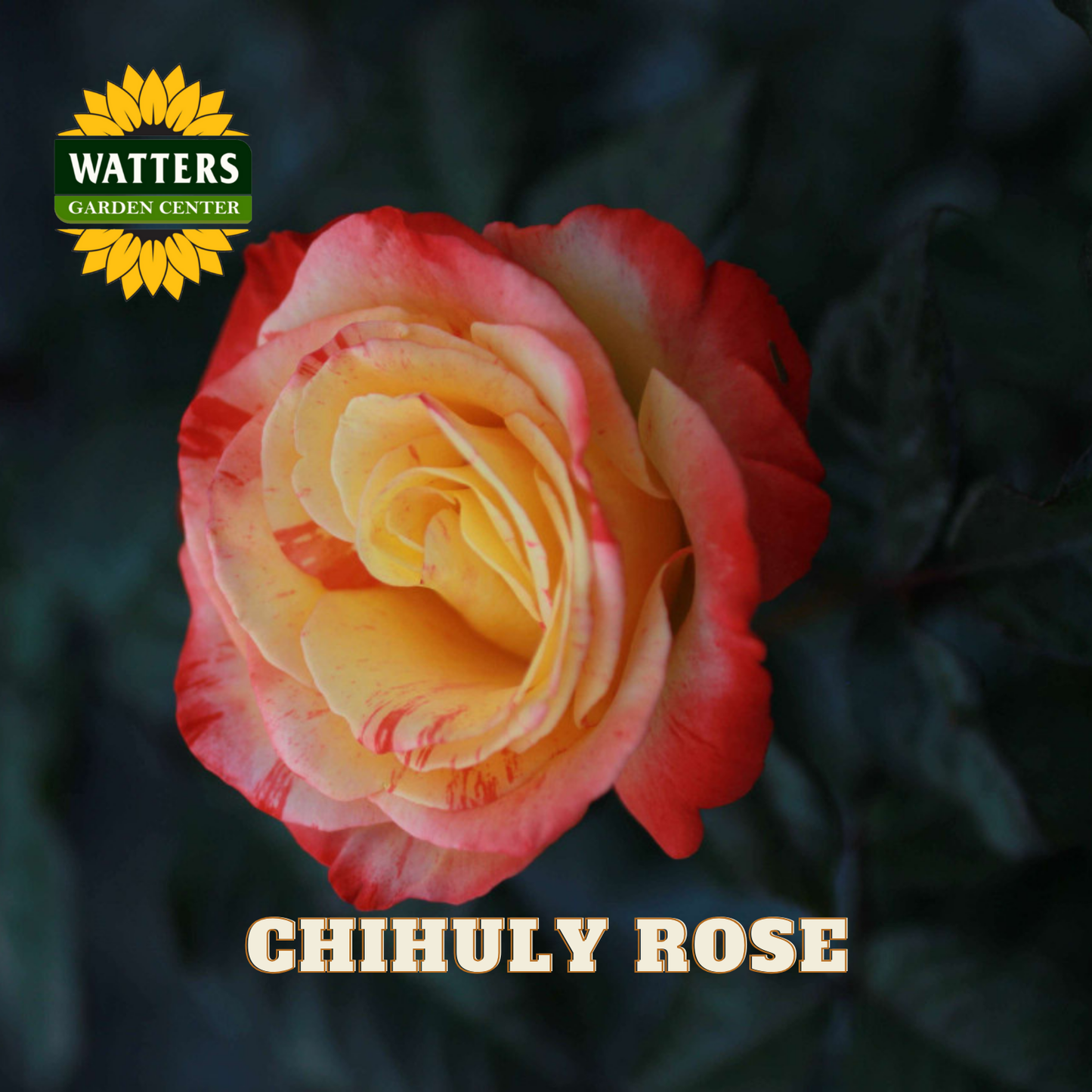 Chihuly Rose with Watters Garden Center logo on a dark background