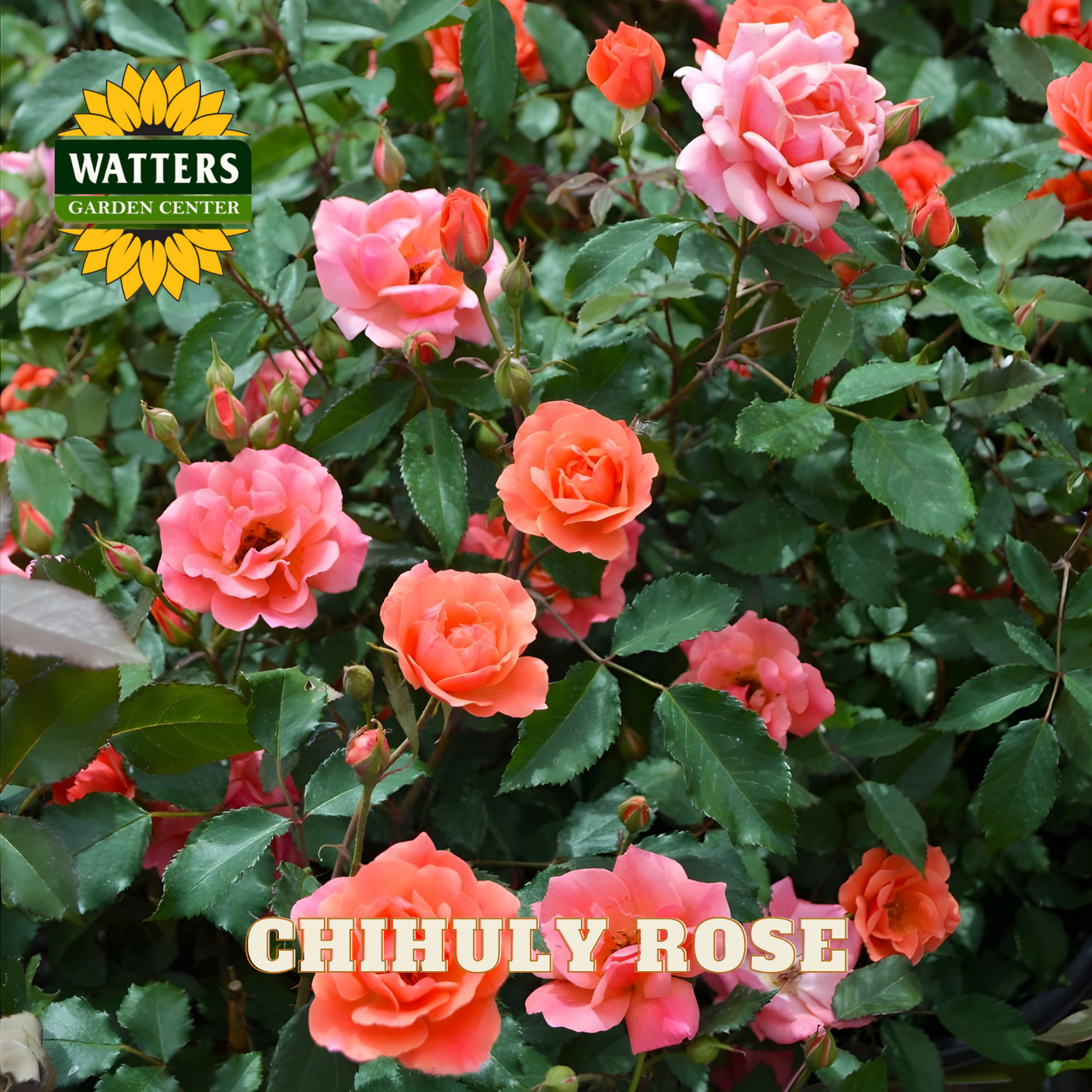 Chihuly Rose bush with pink and orange flowers, Watters Garden Center logo.