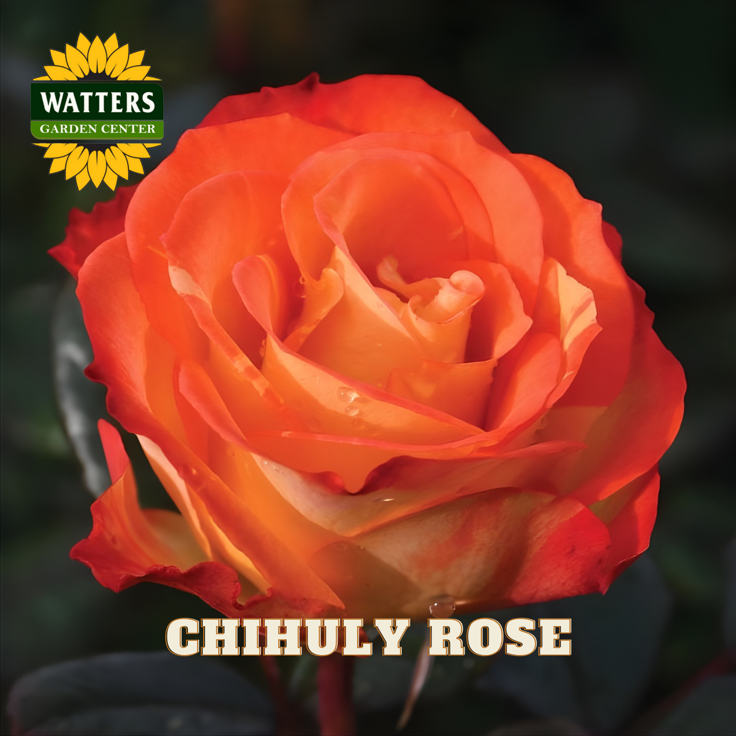 Orange rose with 'Watters Garden Center' logo and 'Chihuly Rose' text.
