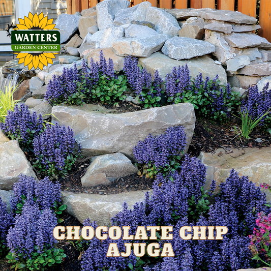 Garden scene with stone wall and purple ajuga plants, featuring Watters Garden Center branding.
