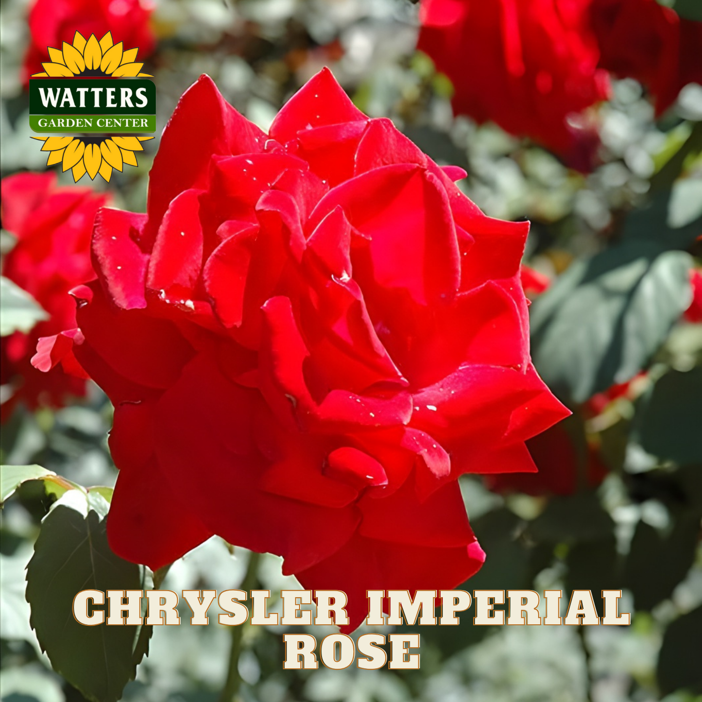 Red rose with 'Watters Garden Center' logo and 'Chrysler Imperial Rose' text.