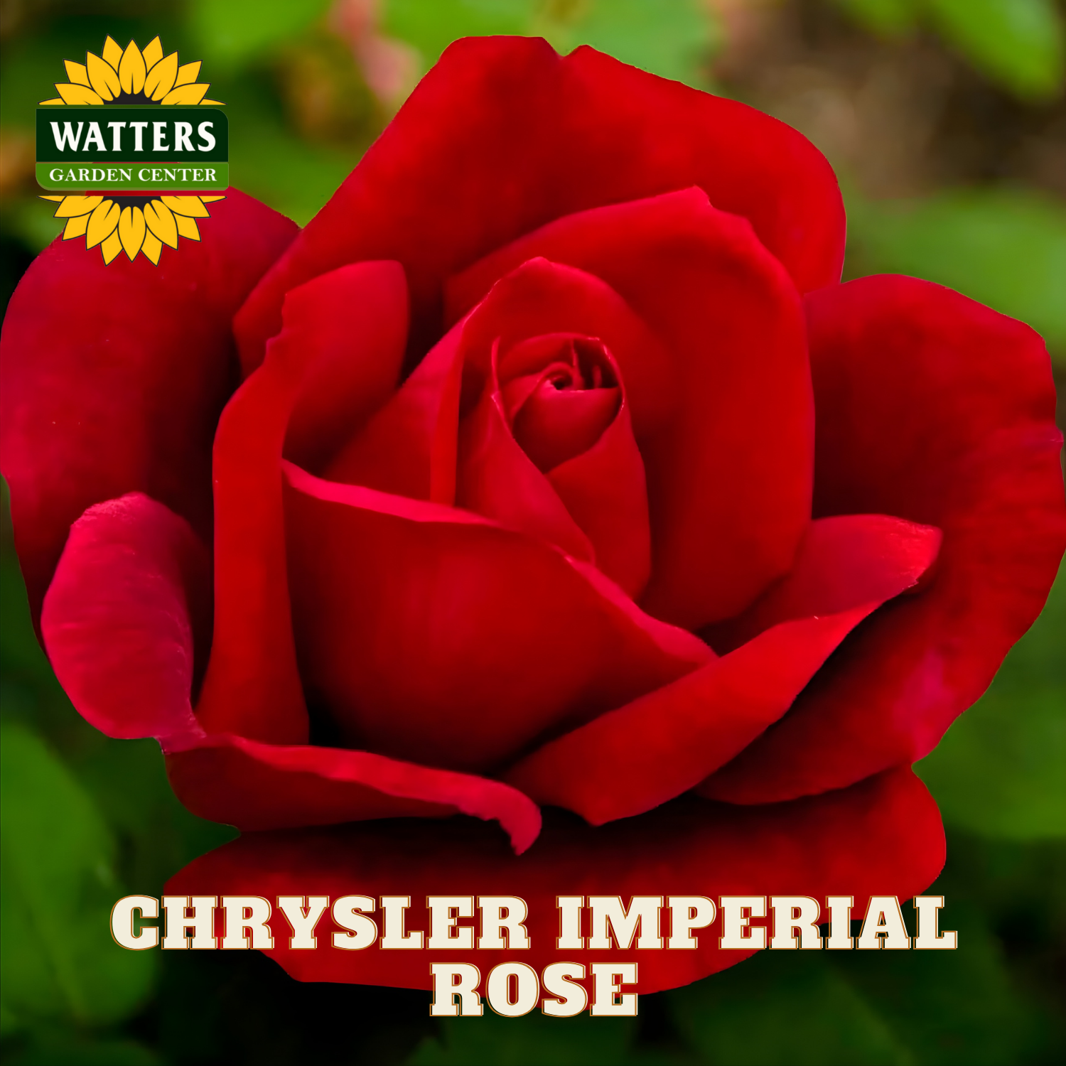 Red rose with 'Watters Garden Center' logo and 'Chrysler Imperial Rose' text.