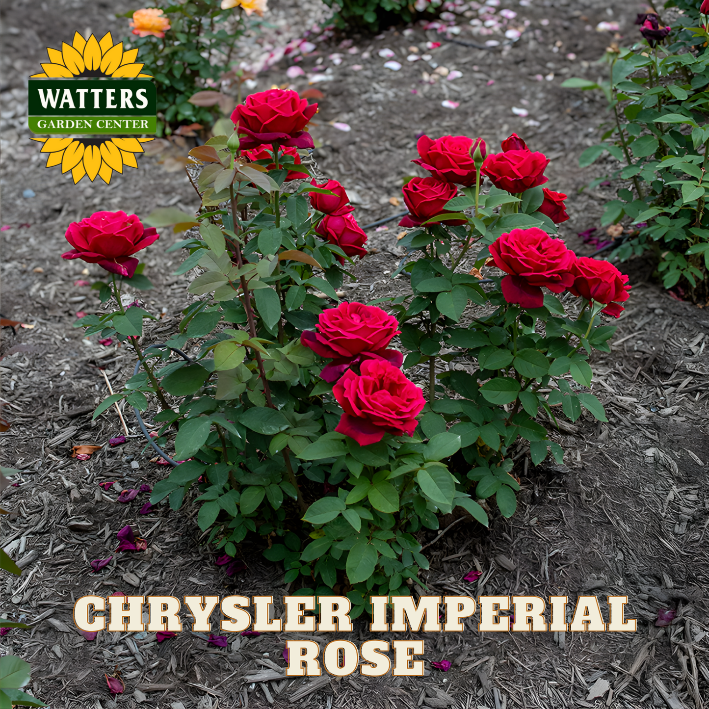 Red roses with 'Watters Garden Center' logo and 'Chrysler Imperial Rose' text.
