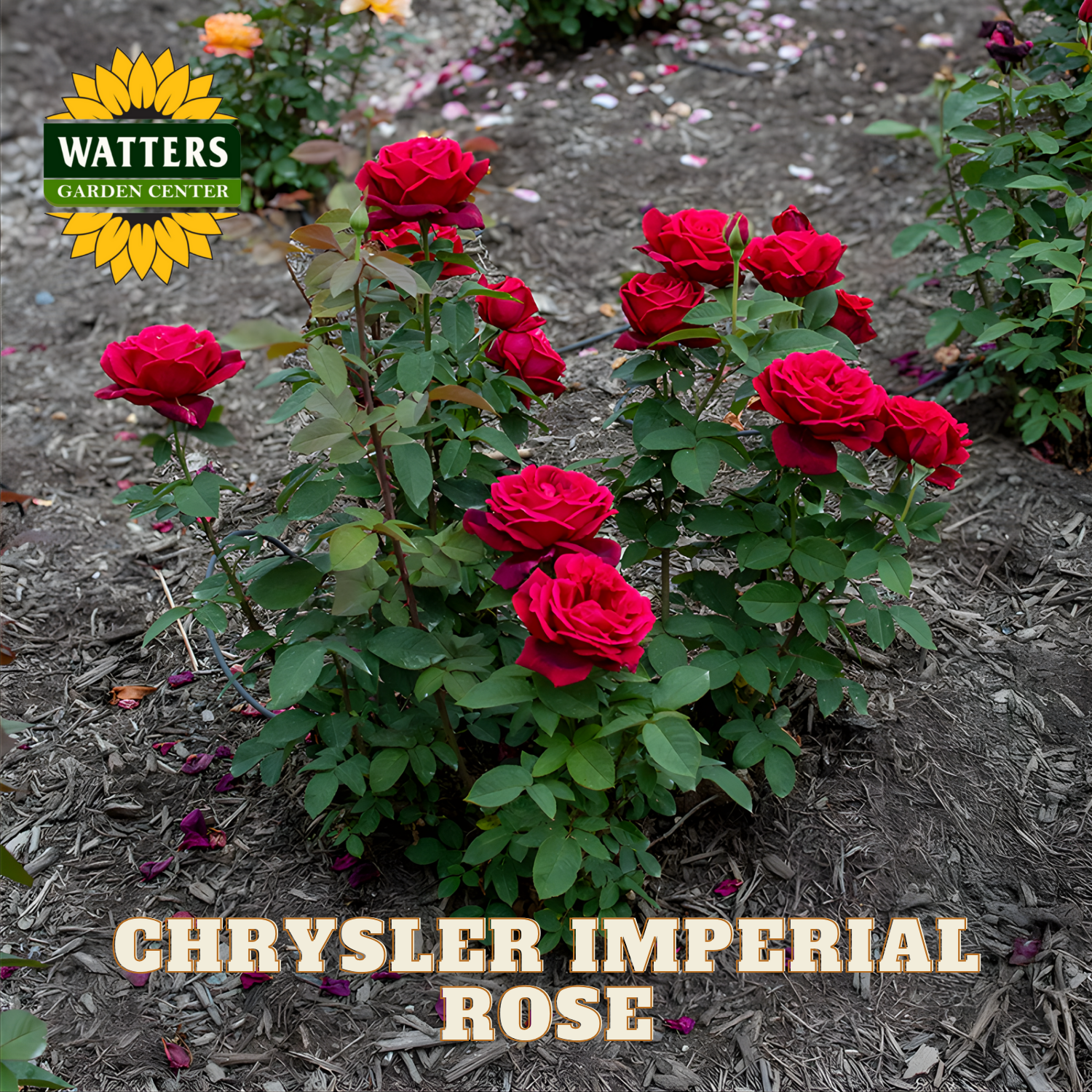 Red roses with 'Watters Garden Center' logo and 'Chrysler Imperial Rose' text.