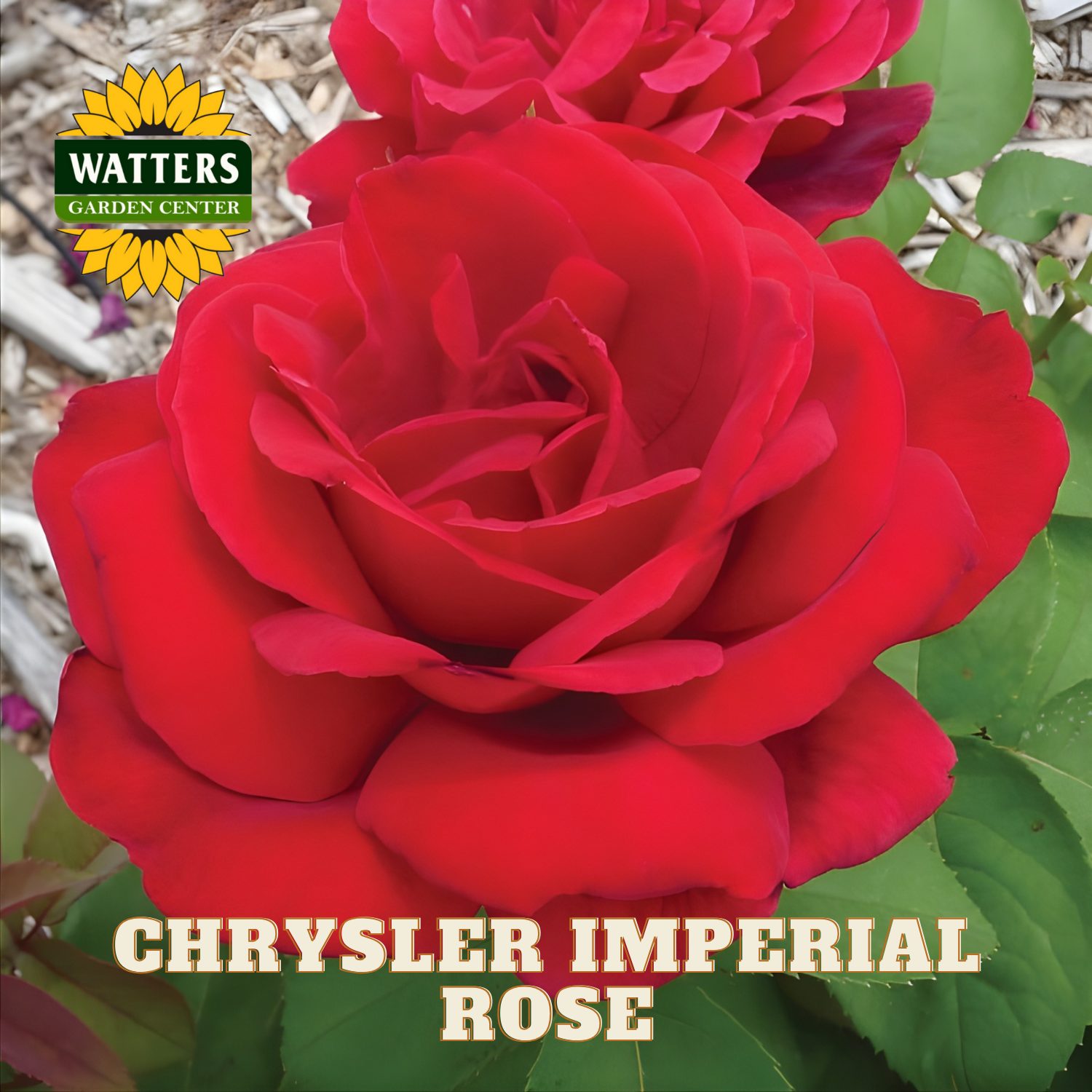 Red rose with 'Watters Garden Center' logo and 'Chrysler Imperial Rose' text.