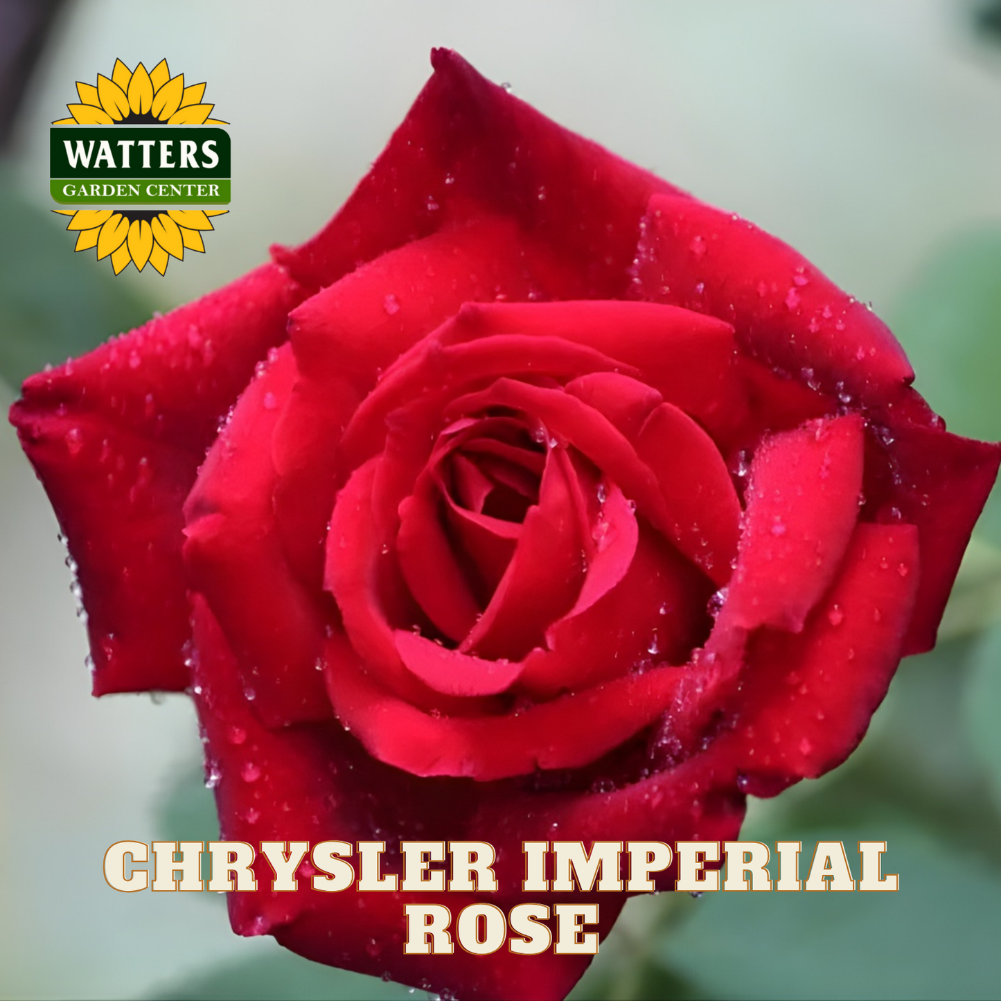Red rose with water droplets on a blurred background, featuring Watters Garden Center logo.